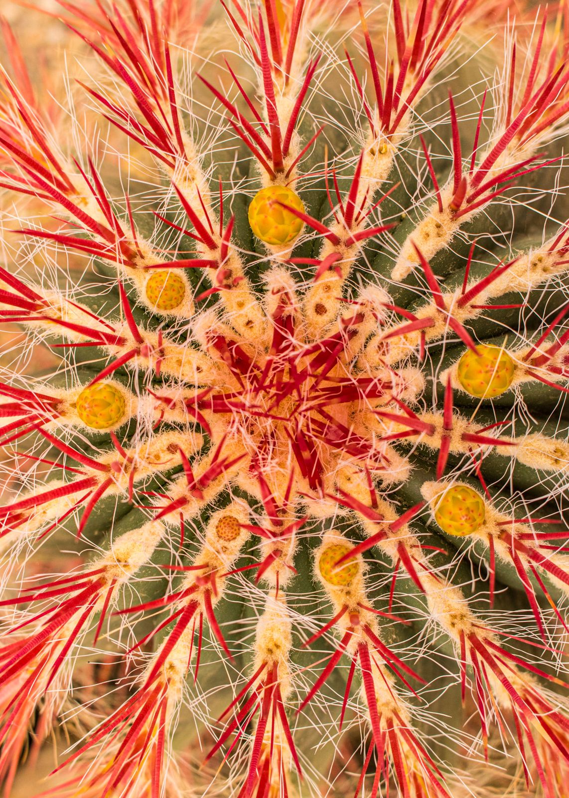 Barrel cactus spines arranged in a red and gold kaleidoscope