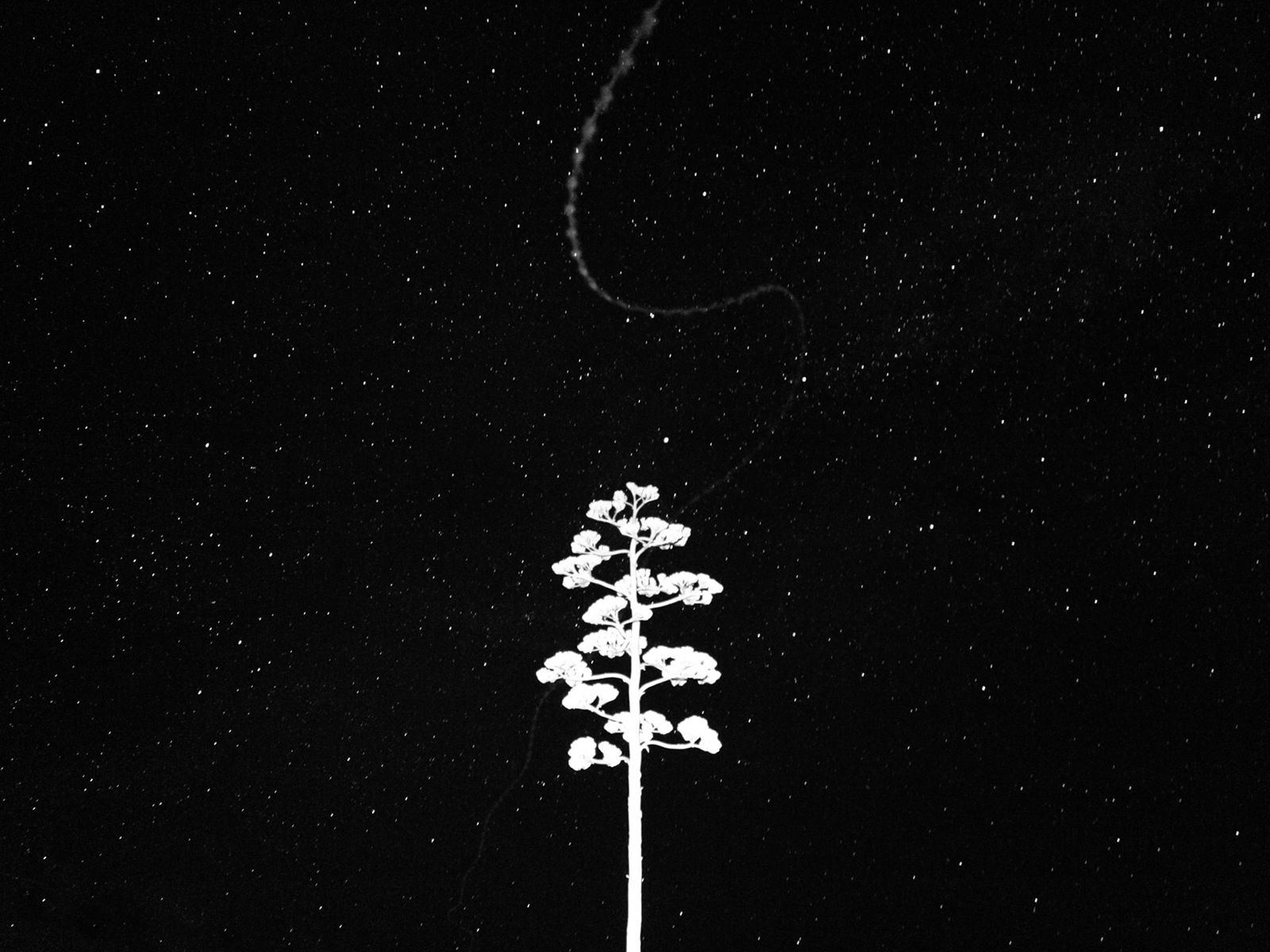 Century plant stalk against a field of stars