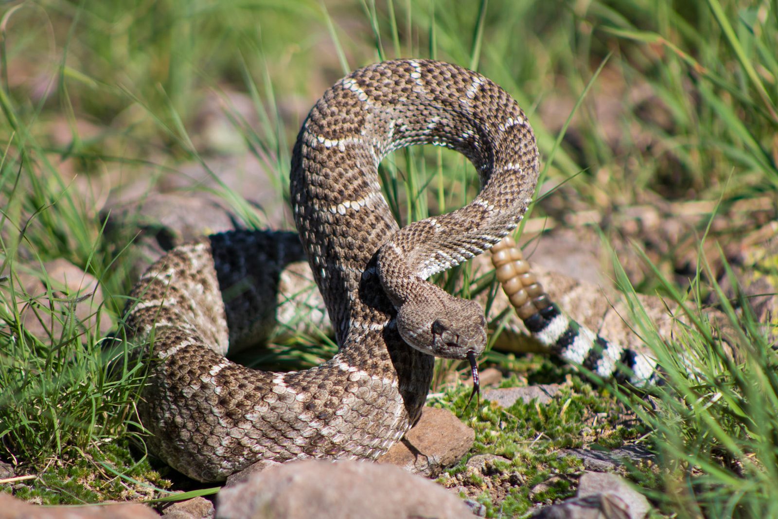 Western diamondback rattlesnake coiled in dry grass