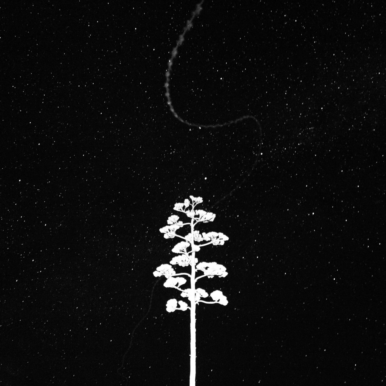 Century plant against the milky way